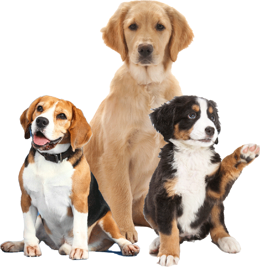 Three Dogs with Epilepsy