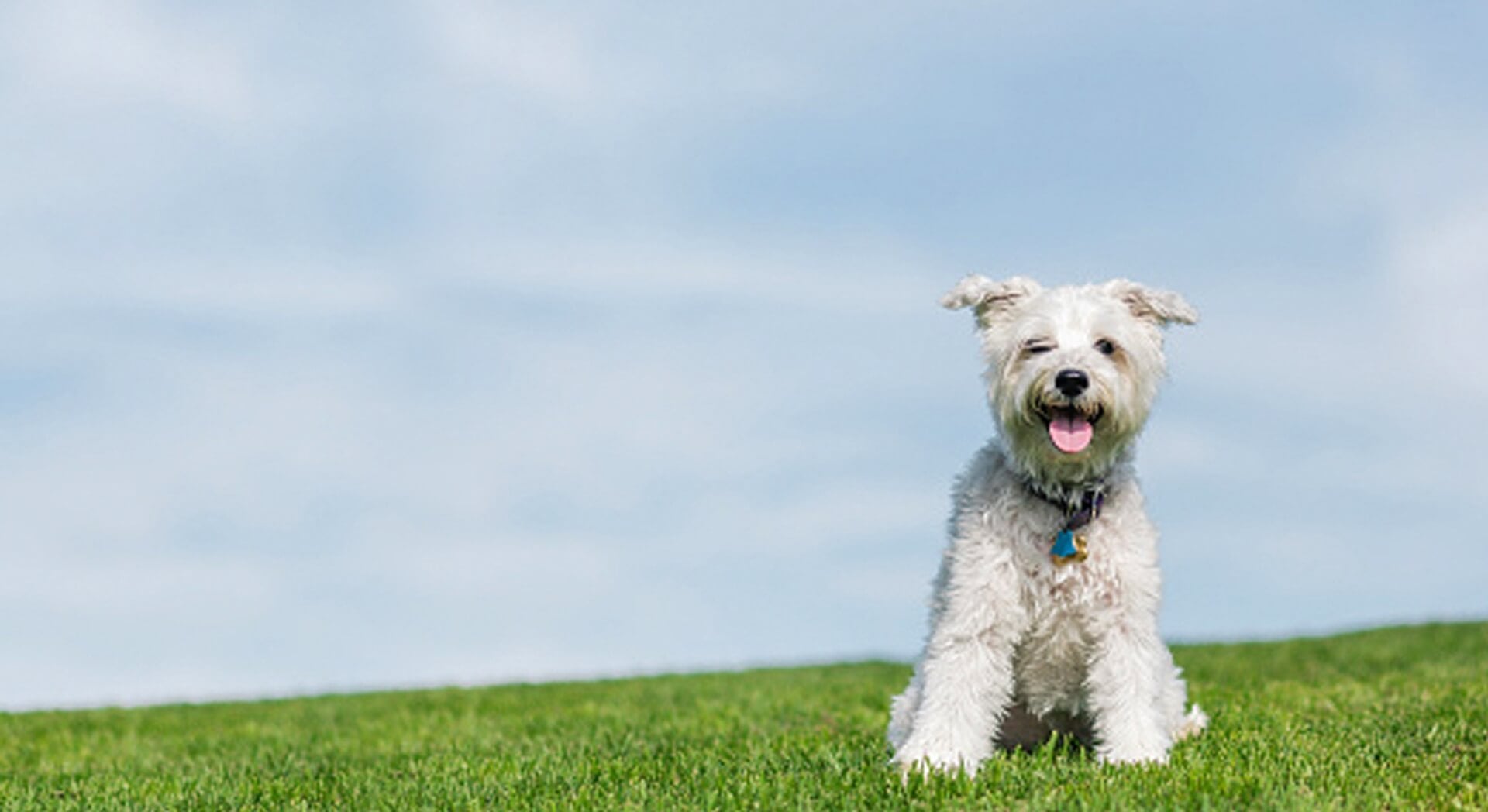 White dog on grass