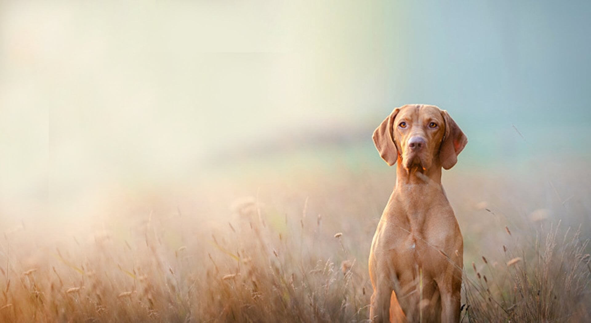 Brown dog in grass