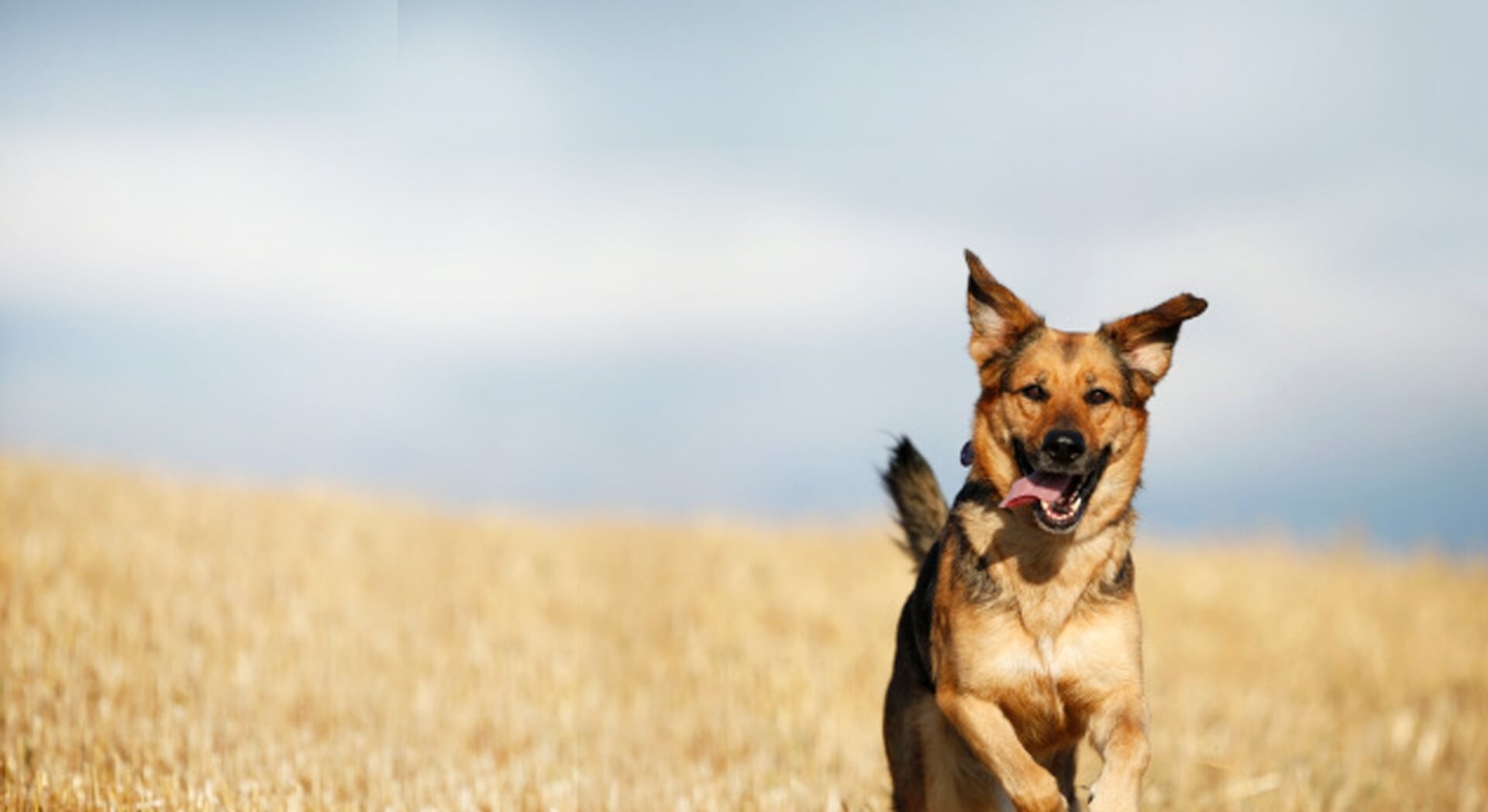 Brown dog running on hill